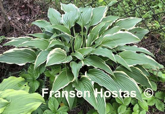 Hosta Kalamazoo